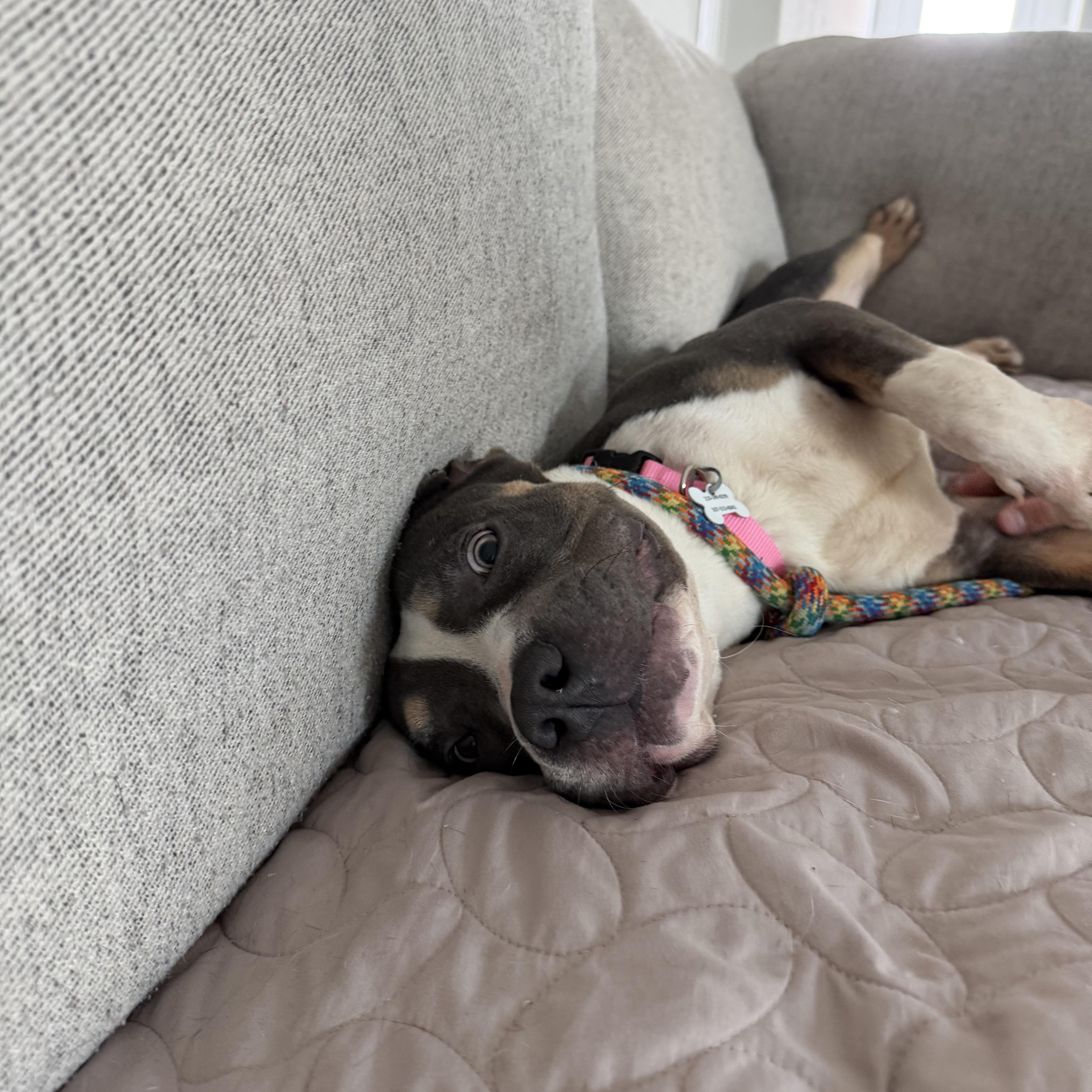 Enlarge Cinnamon, a ADOPTABLE mixed breed in San Antonio, TX image 4/5