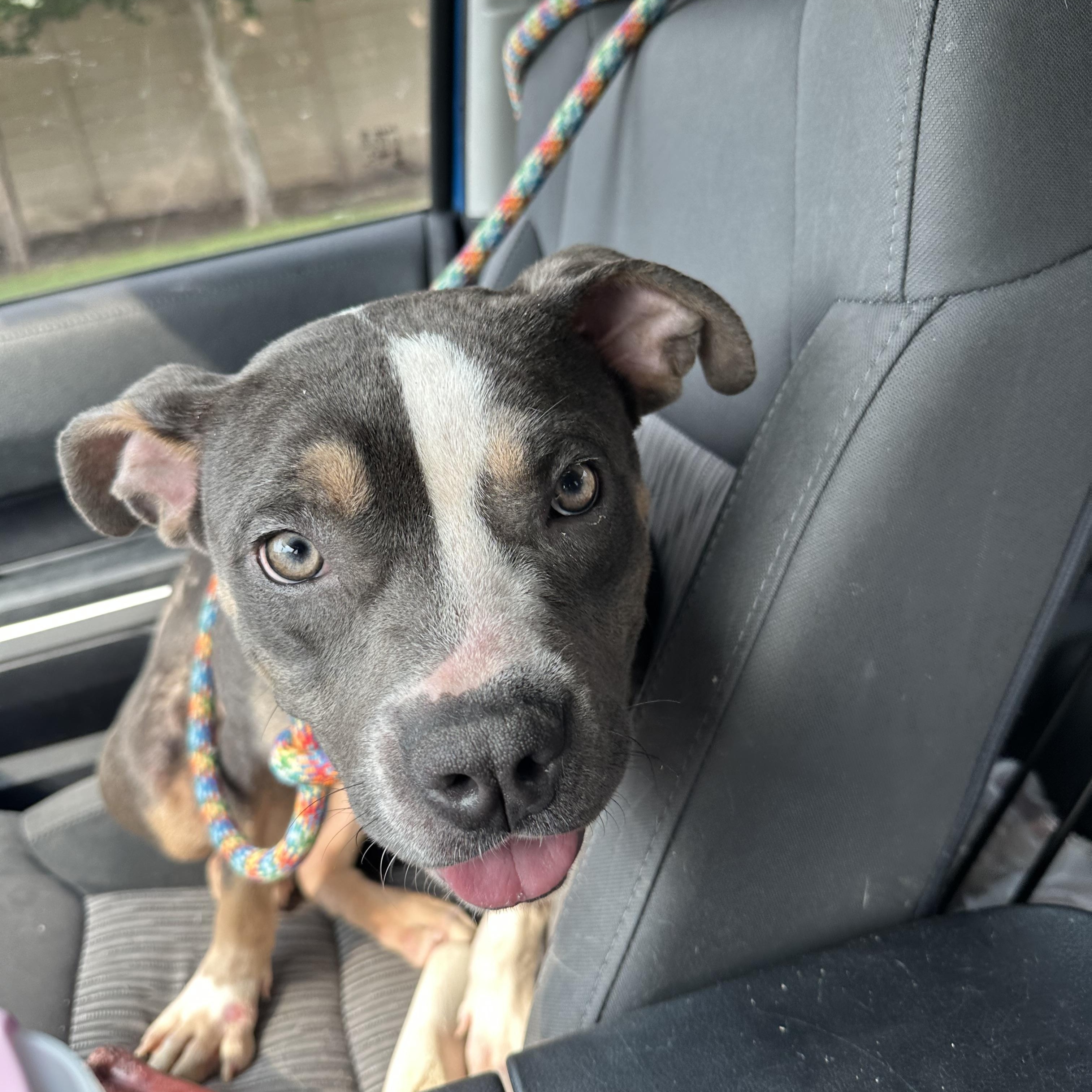 Enlarge Cinnamon, a ADOPTABLE mixed breed in San Antonio, TX image 2/5