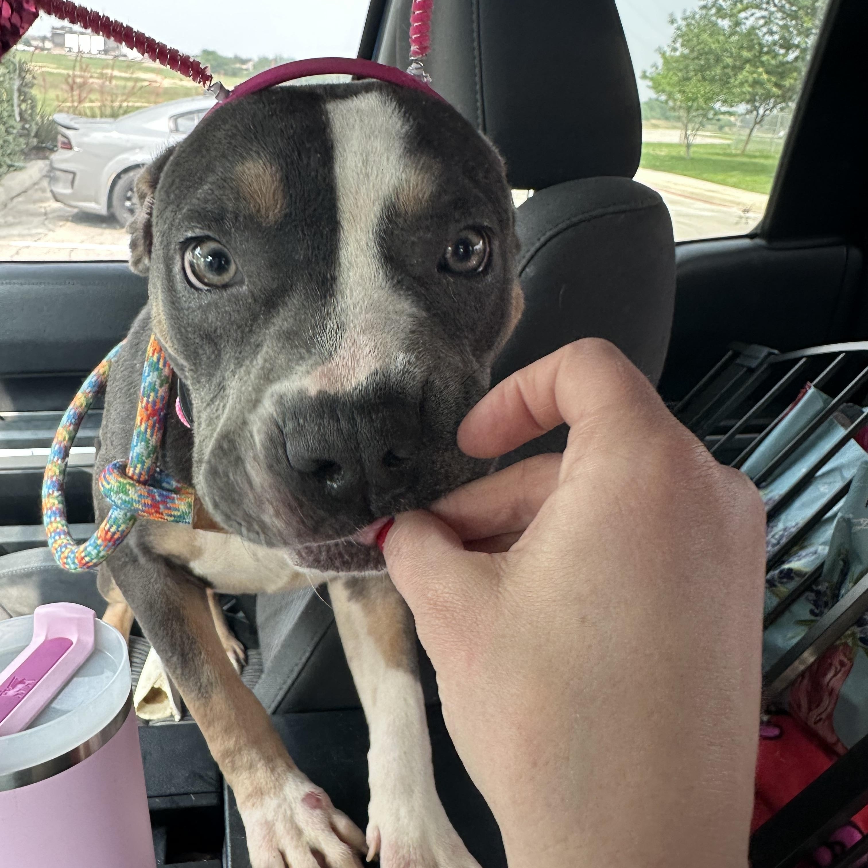 Enlarge Cinnamon, a ADOPTABLE mixed breed in San Antonio, TX image 5/5