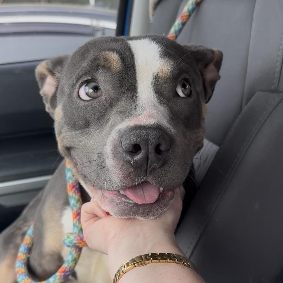 Enlarge Cinnamon, a ADOPTABLE mixed breed in San Antonio, TX image 1/5