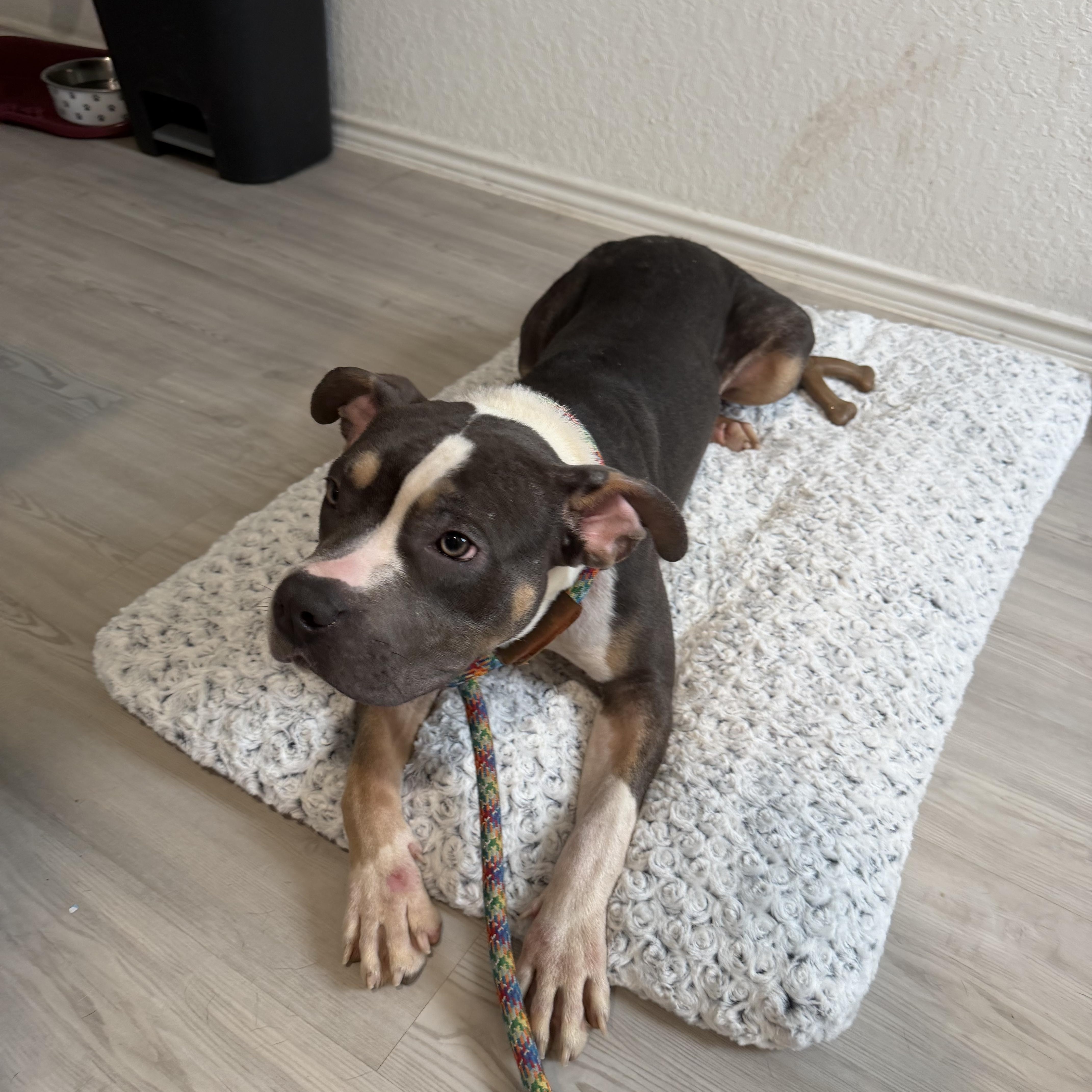 Enlarge Cinnamon, a ADOPTABLE mixed breed in San Antonio, TX image 3/5