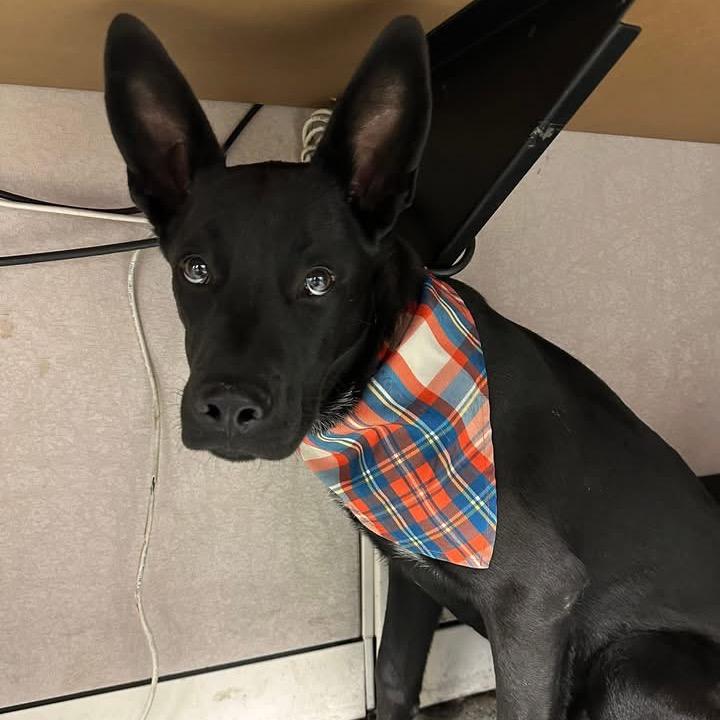 Hunter, Adoptable, Young Male Mixed Breed.