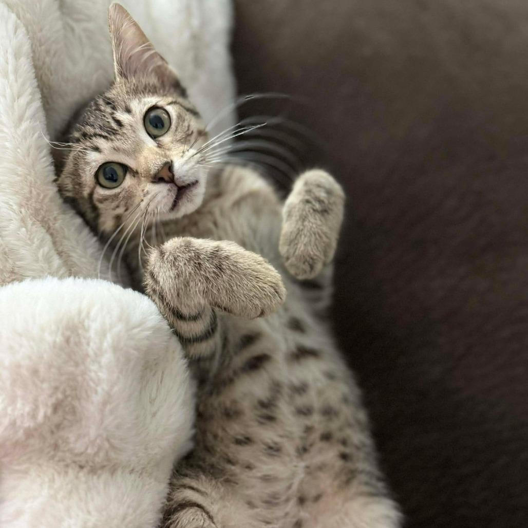 Enlarge Pecan Pie, a Adoptable Domestic Medium Hair in Port Neches, TX image 1/3