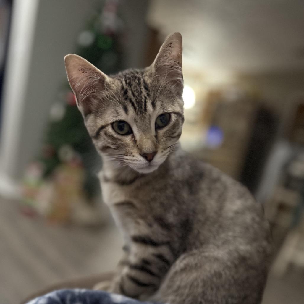 Enlarge Pecan Pie, a Adoptable Domestic Medium Hair in Port Neches, TX image 2/3