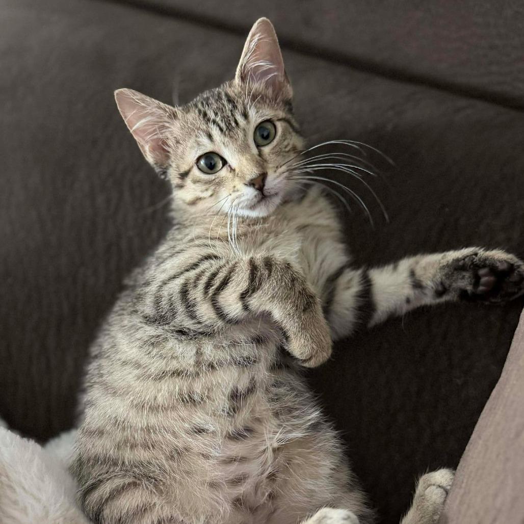 Enlarge Pecan Pie, a Adoptable Domestic Medium Hair in Port Neches, TX image 3/3