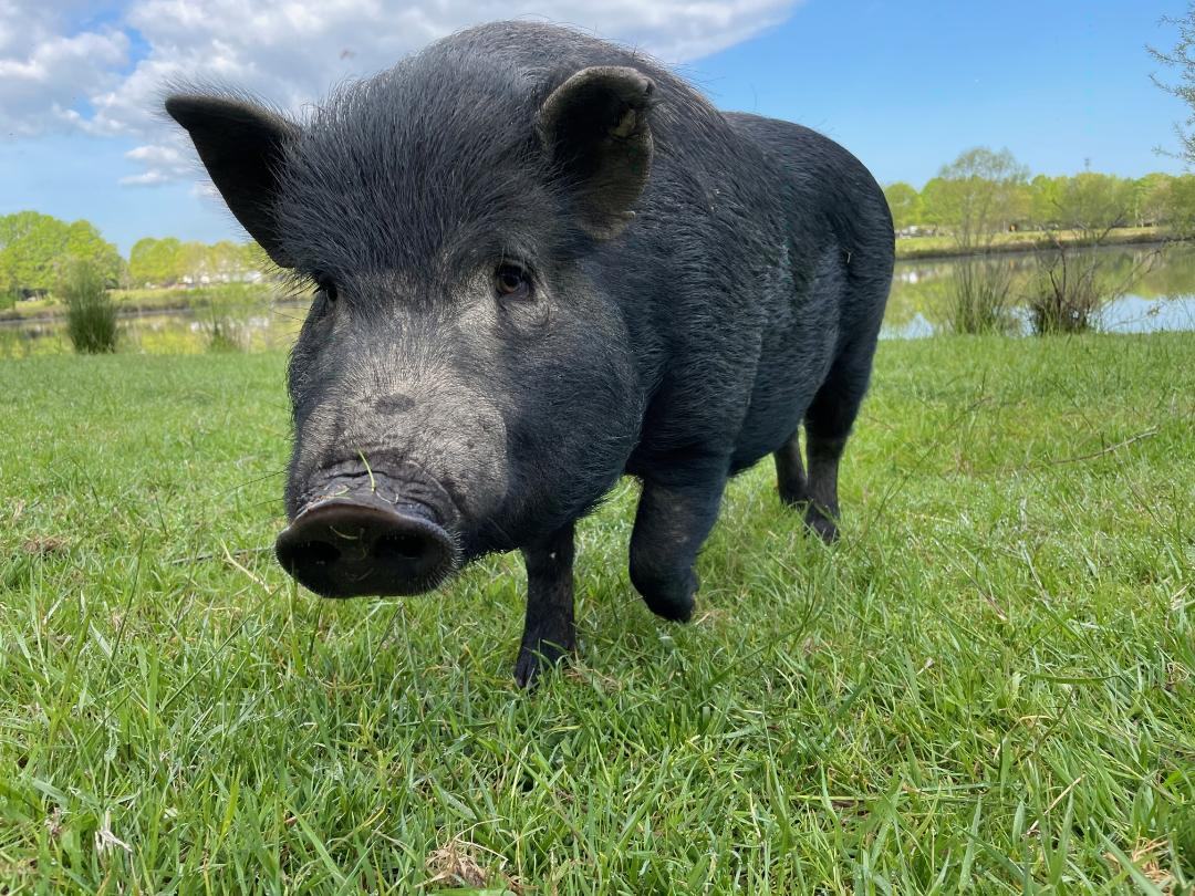 It’s raining pigs, Baby Male unknown