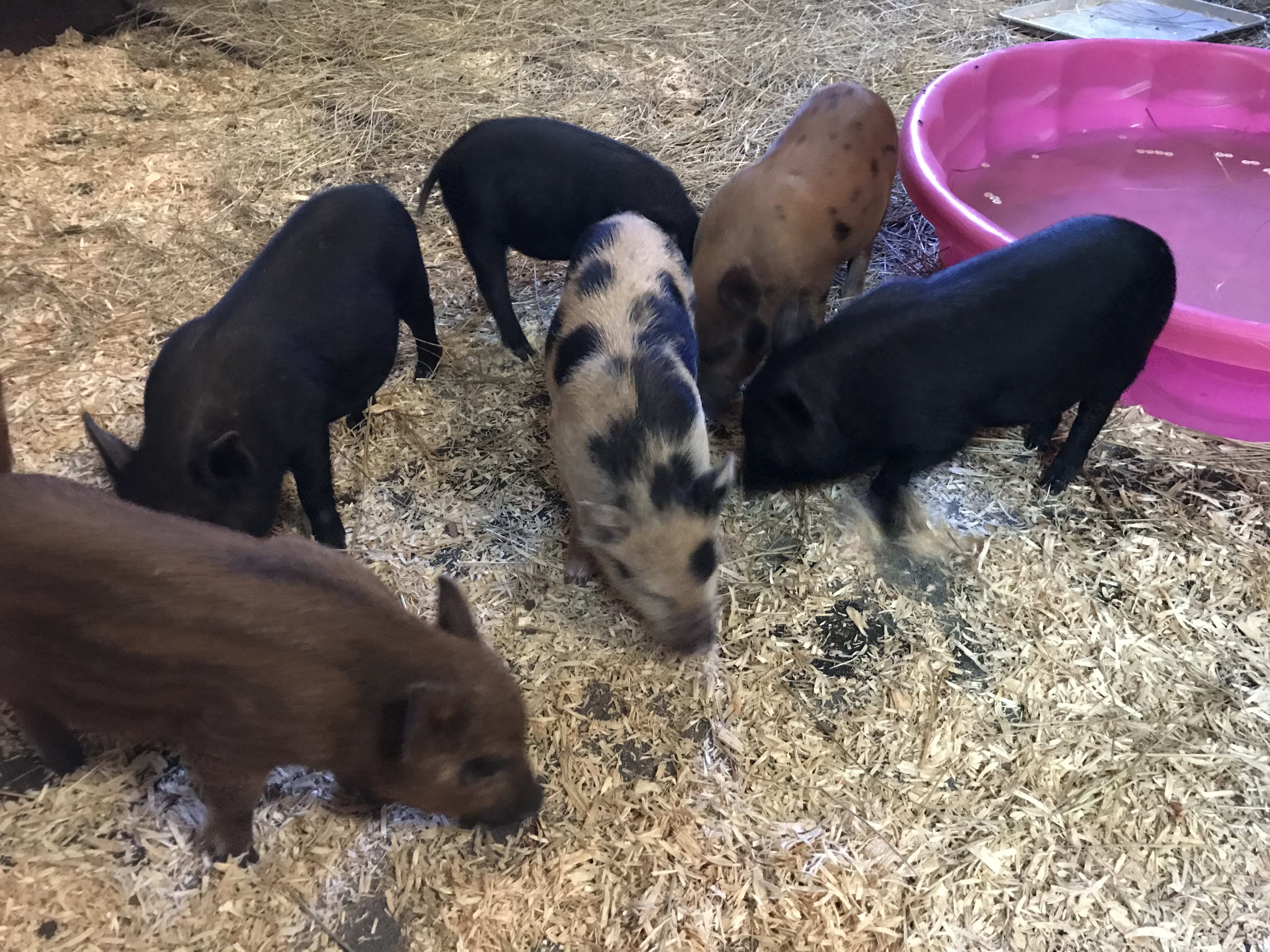 Enlarge It’s raining pigs, a Adoptable Pot Bellied in Durham, NC image 2/4