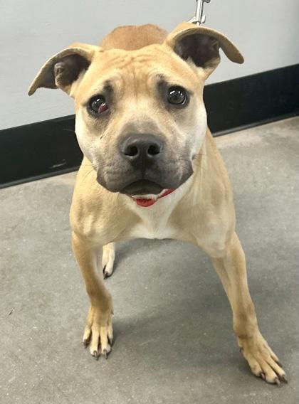 Spud Jones fka Dog 8