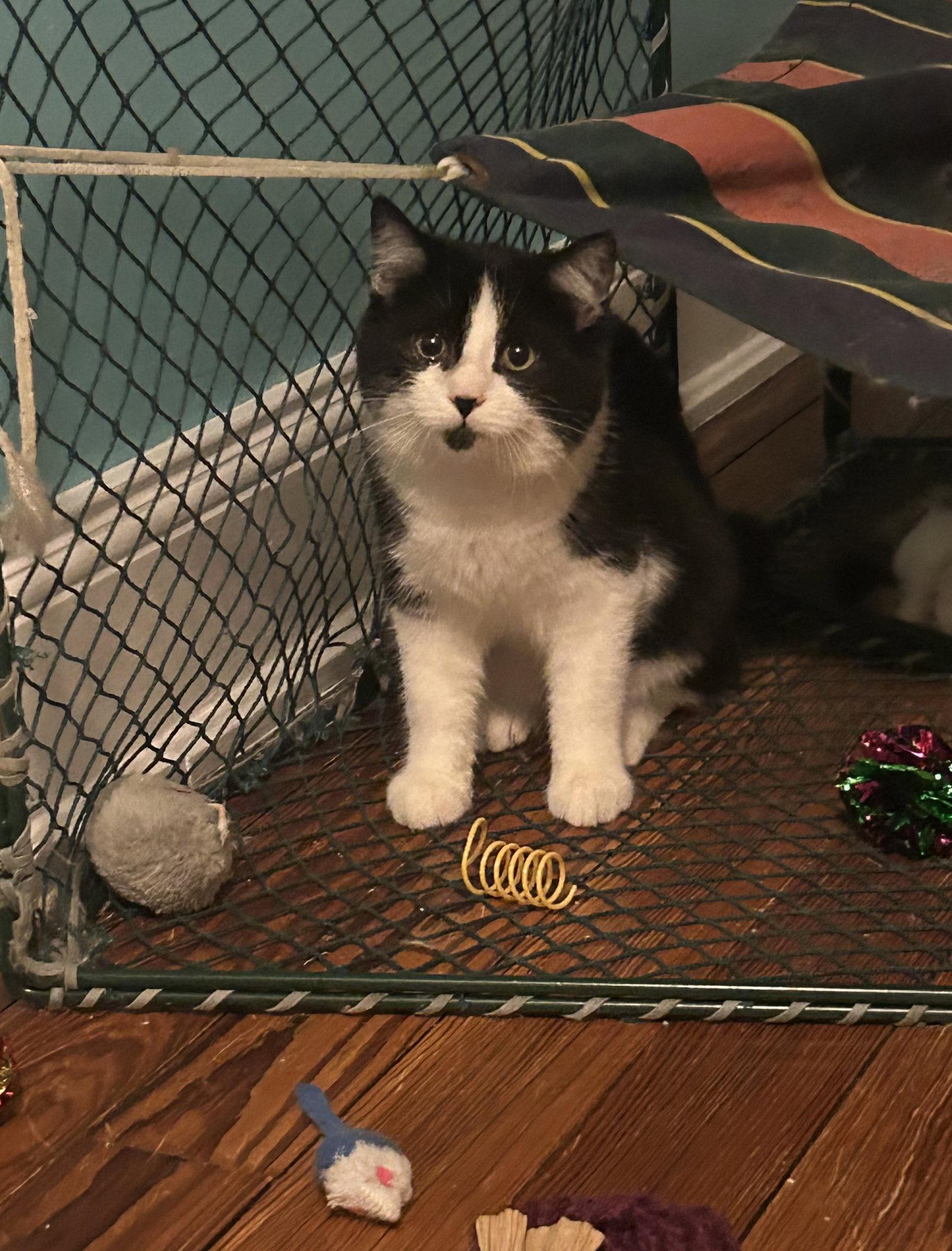 Simon w/Smudgie, Adopted, Kitten Male Domestic Short Hair.