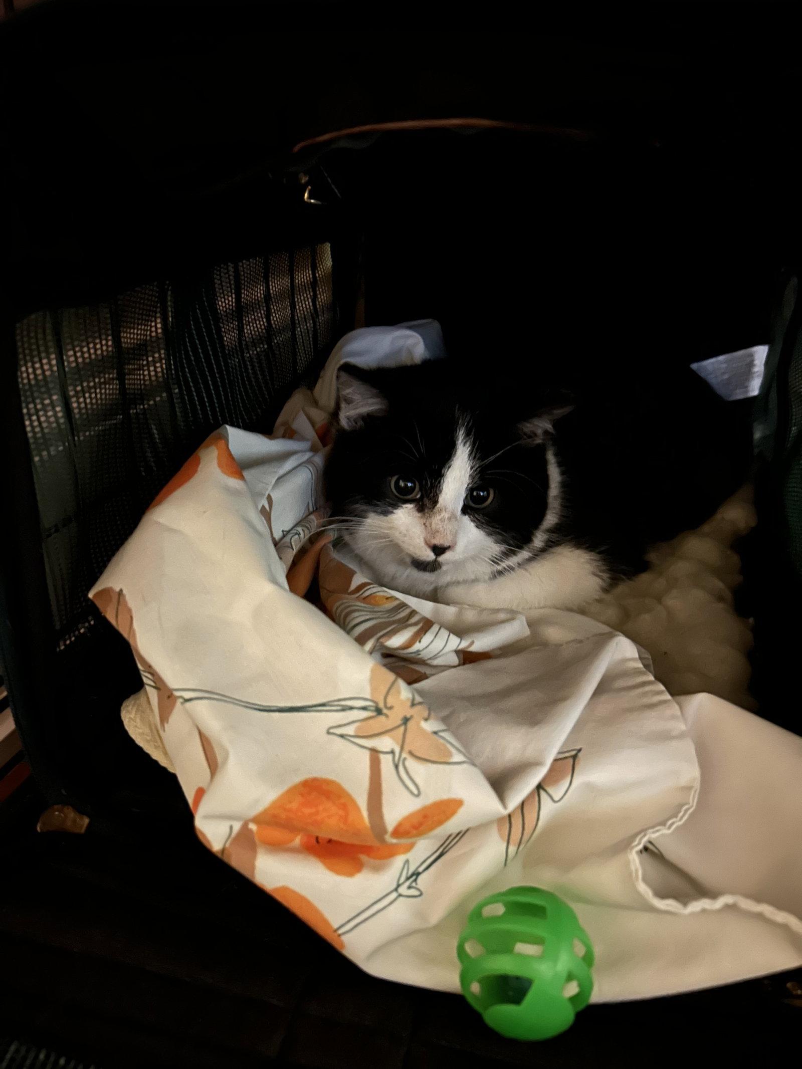 Enlarge Simon w/Smudgie, a Adopted Domestic Short Hair in Stewartsville, NJ image 2/3