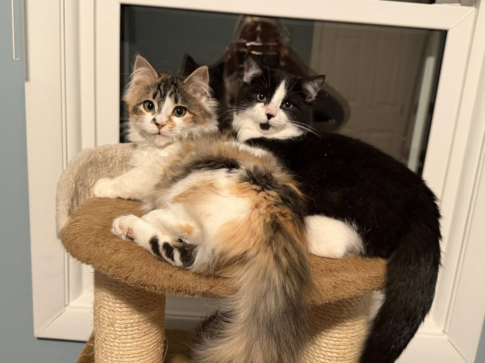 Enlarge Simon w/Smudgie, a Adopted Domestic Short Hair in Stewartsville, NJ image 3/3