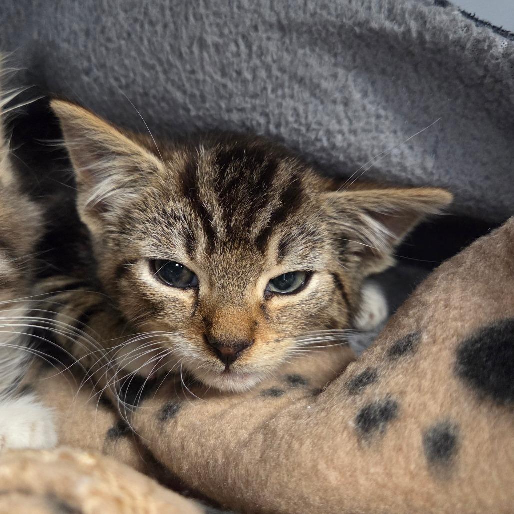 Bobby, Adoptable, Kitten Male Domestic Short Hair.