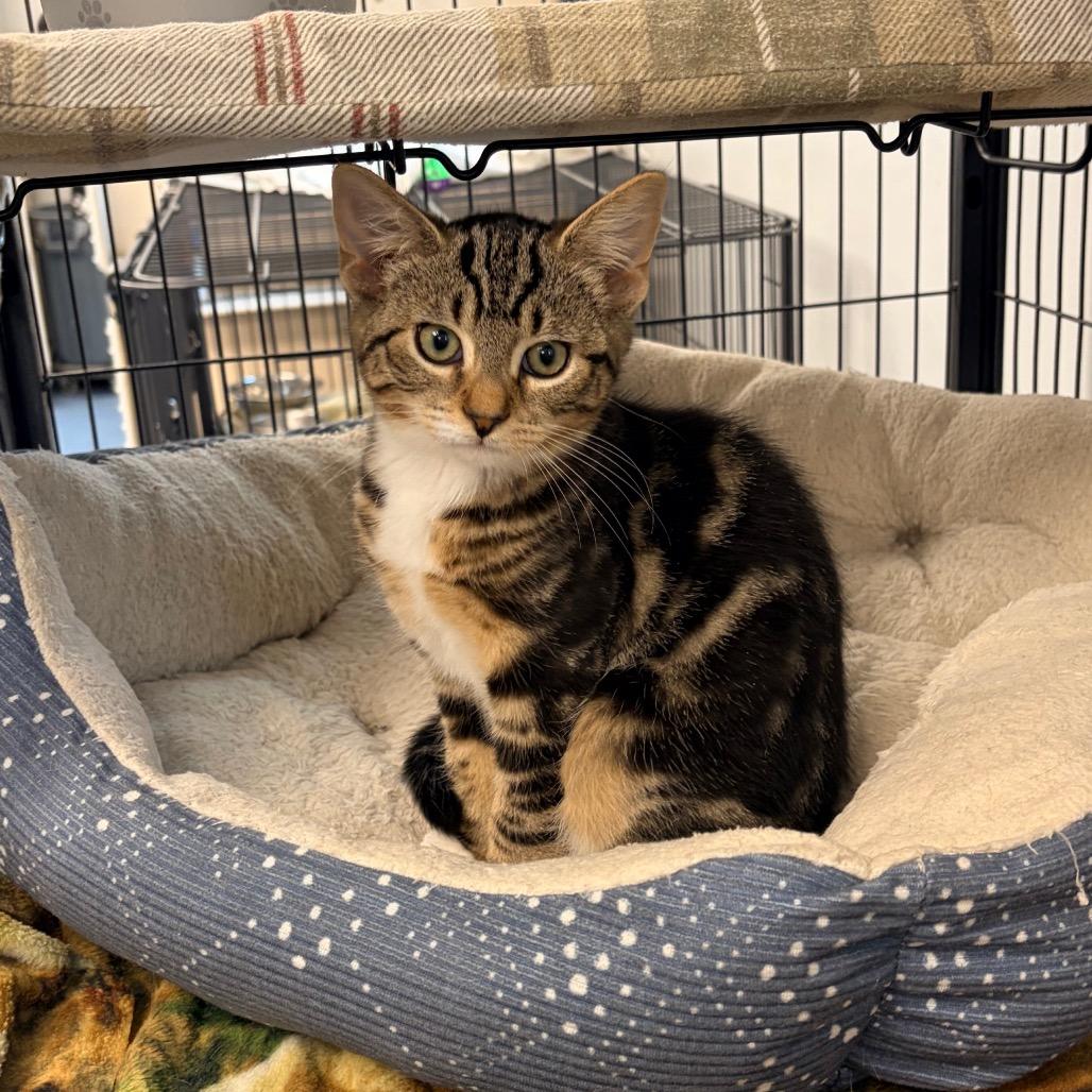 Enlarge Bobby, a Adoptable Domestic Short Hair in Watertown, NY image 2/2