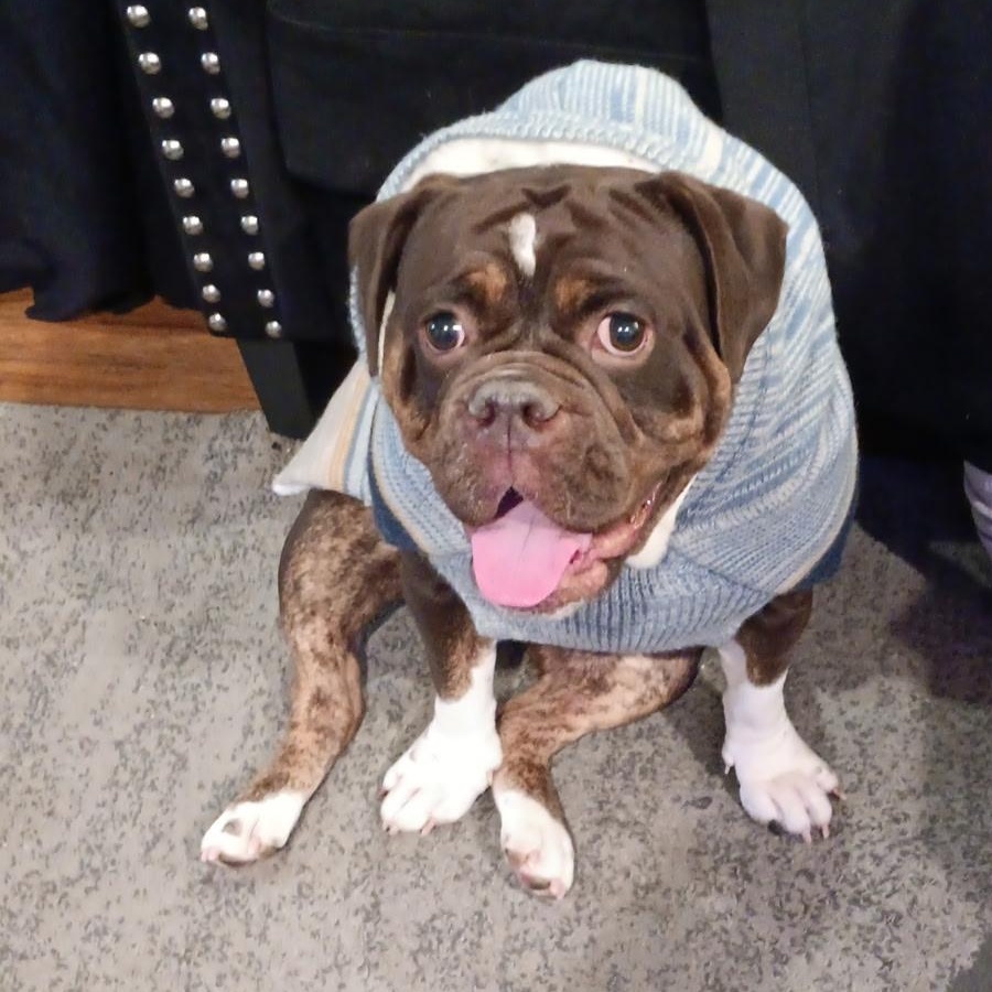 Enlarge HARPER, a Adoptable Bulldog in Hamilton, NJ image 2/5