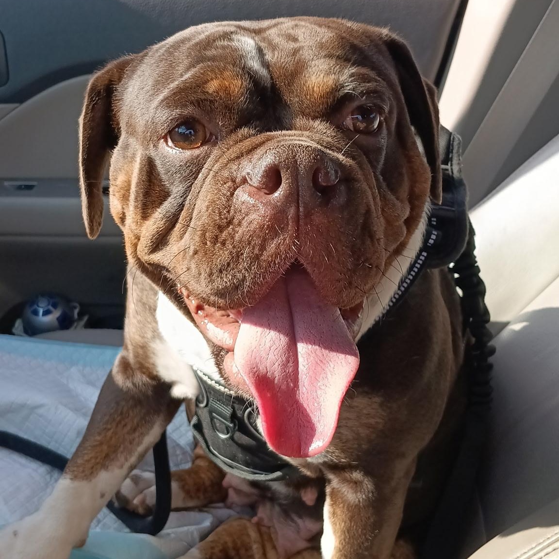 Enlarge HARPER, a Adoptable Bulldog in Hamilton, NJ image 5/5