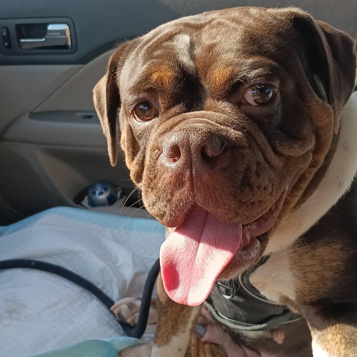 Enlarge HARPER, a Adoptable Bulldog in Hamilton, NJ image 4/5