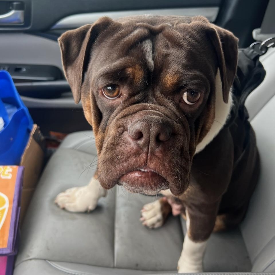 HARPER, Adoptable, Adult Female Bulldog.