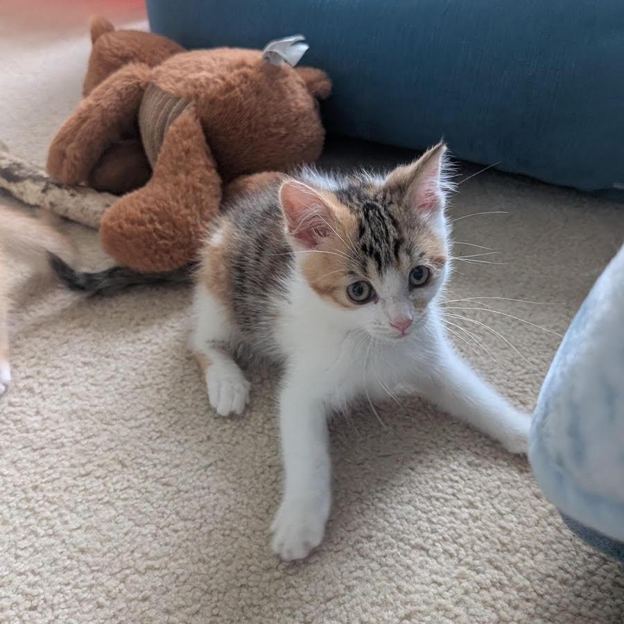 Beth (KM litter)