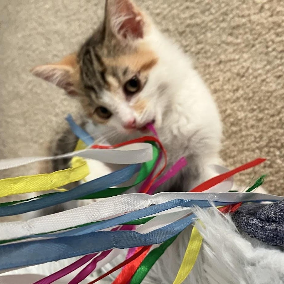 Beth (KM litter)