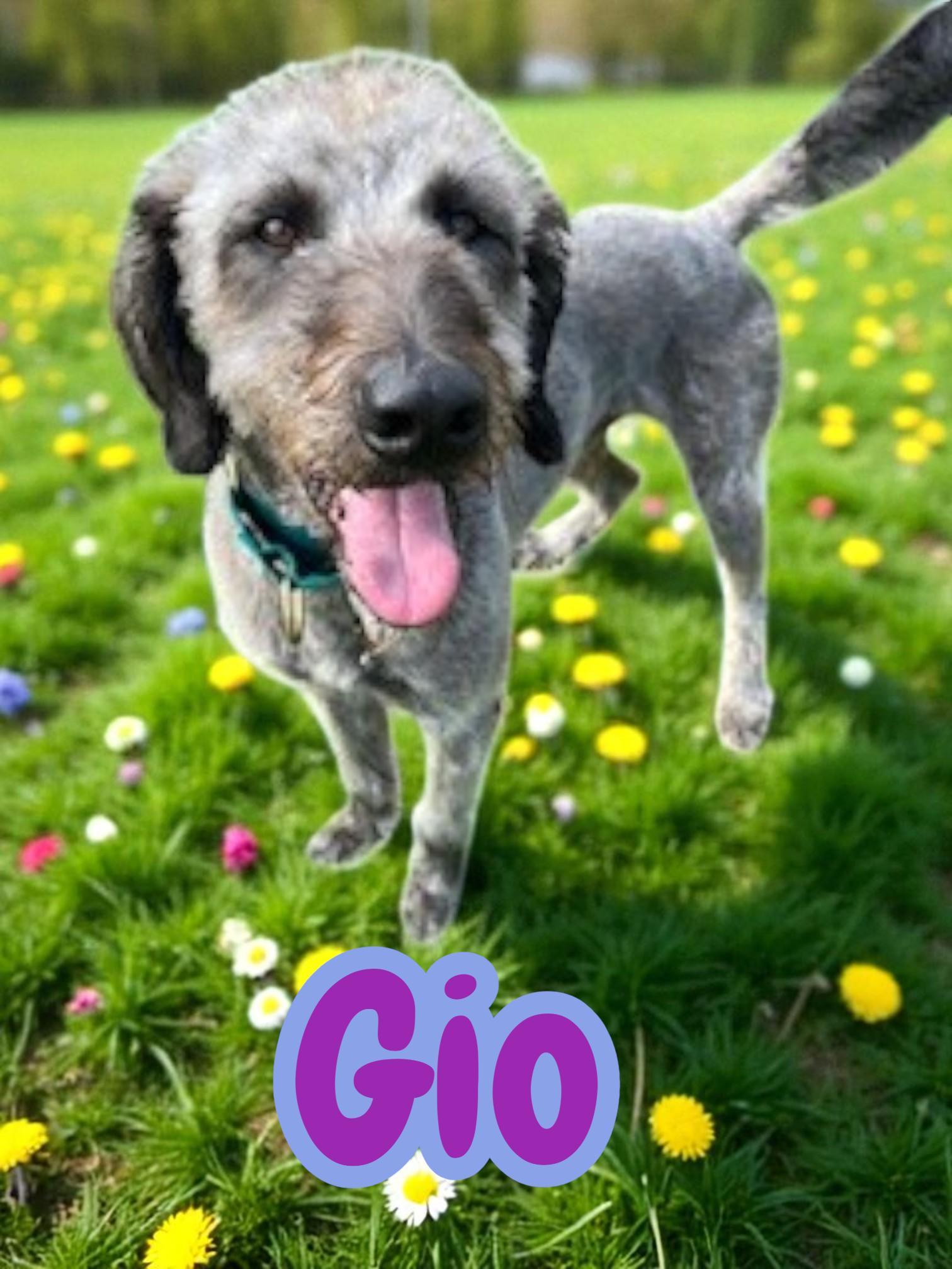 Gio