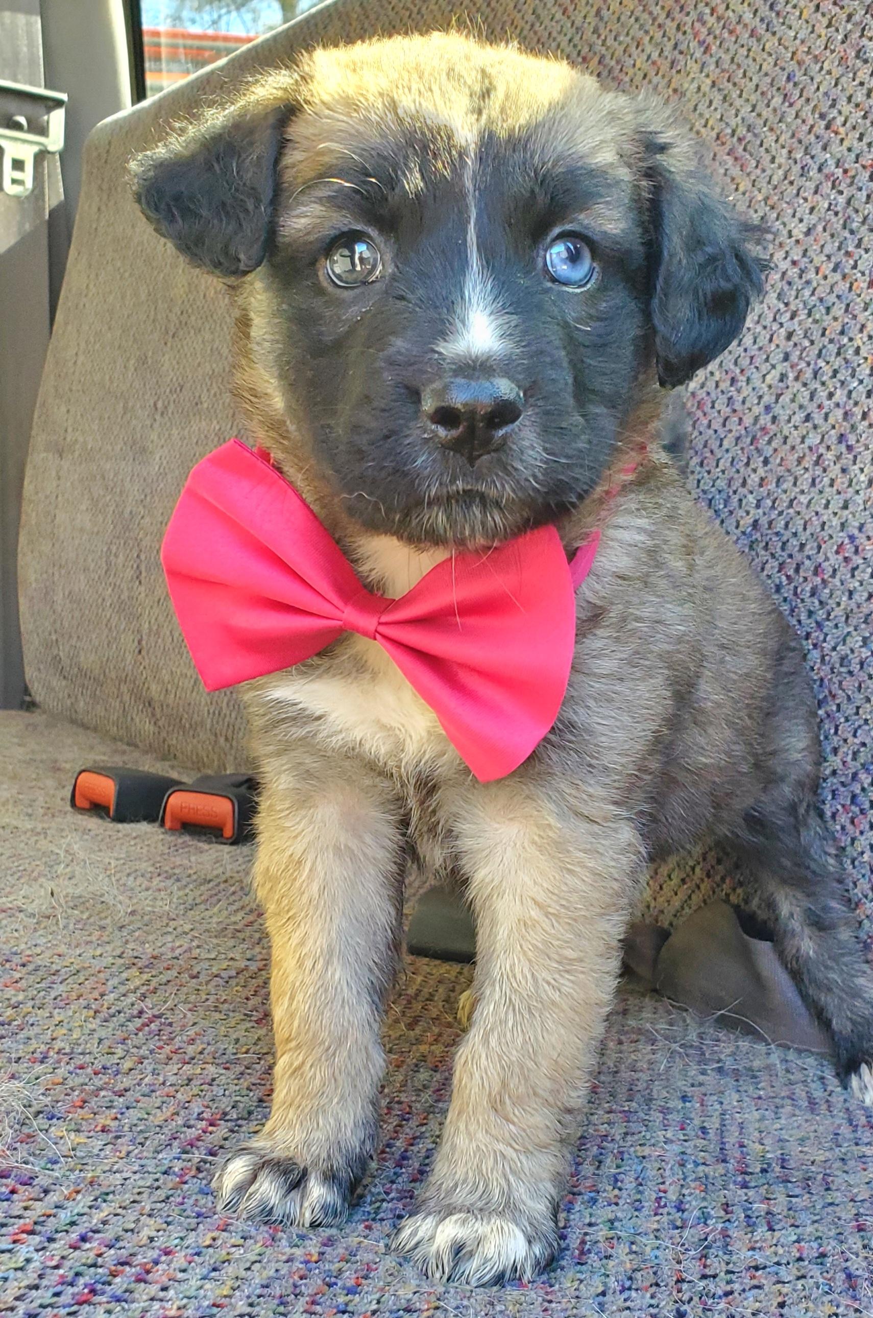 Enlarge Harper, a Adoptable mixed breed in Jacksonville, FL image 1/6