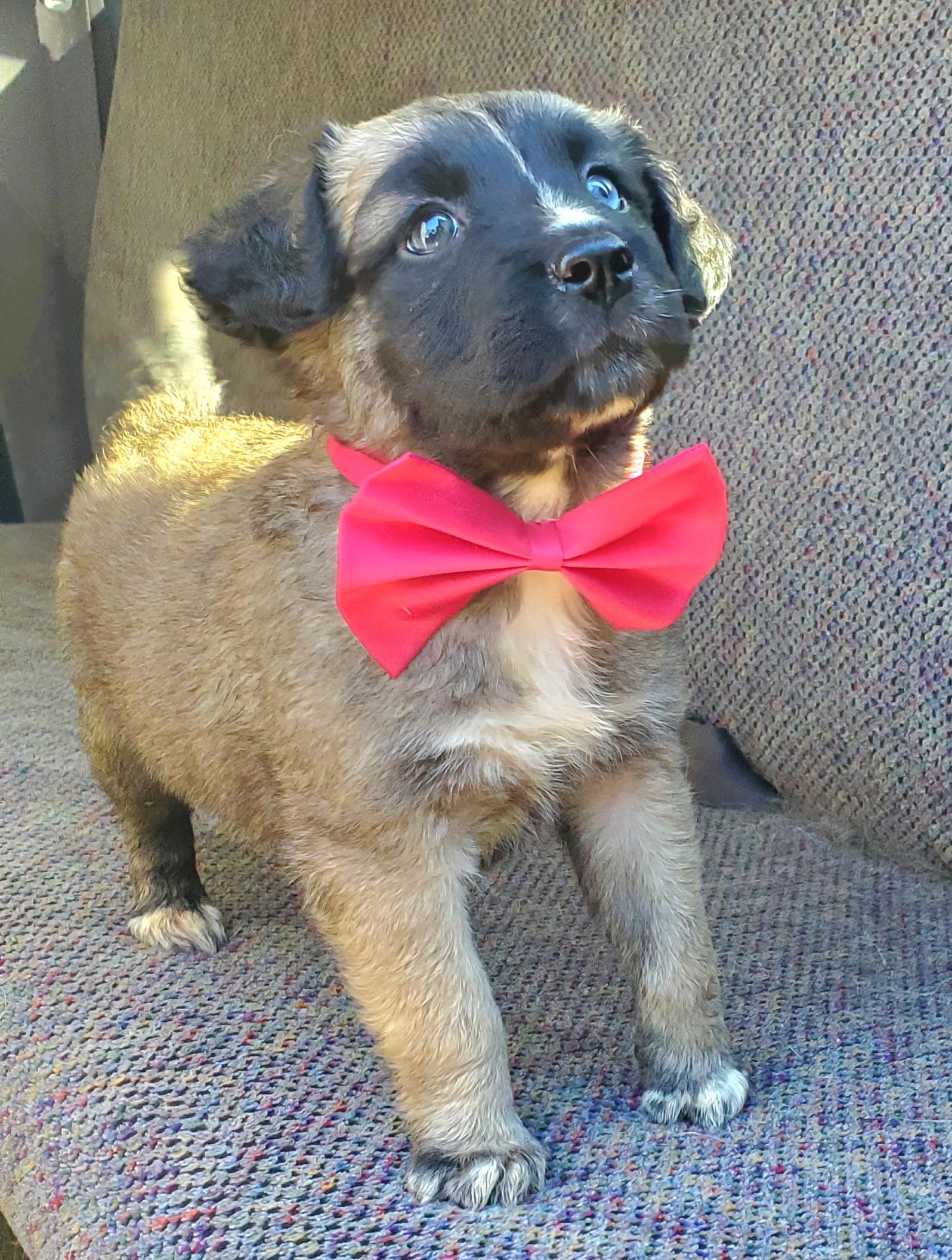 Enlarge Harper, a Adoptable mixed breed in Jacksonville, FL image 3/6