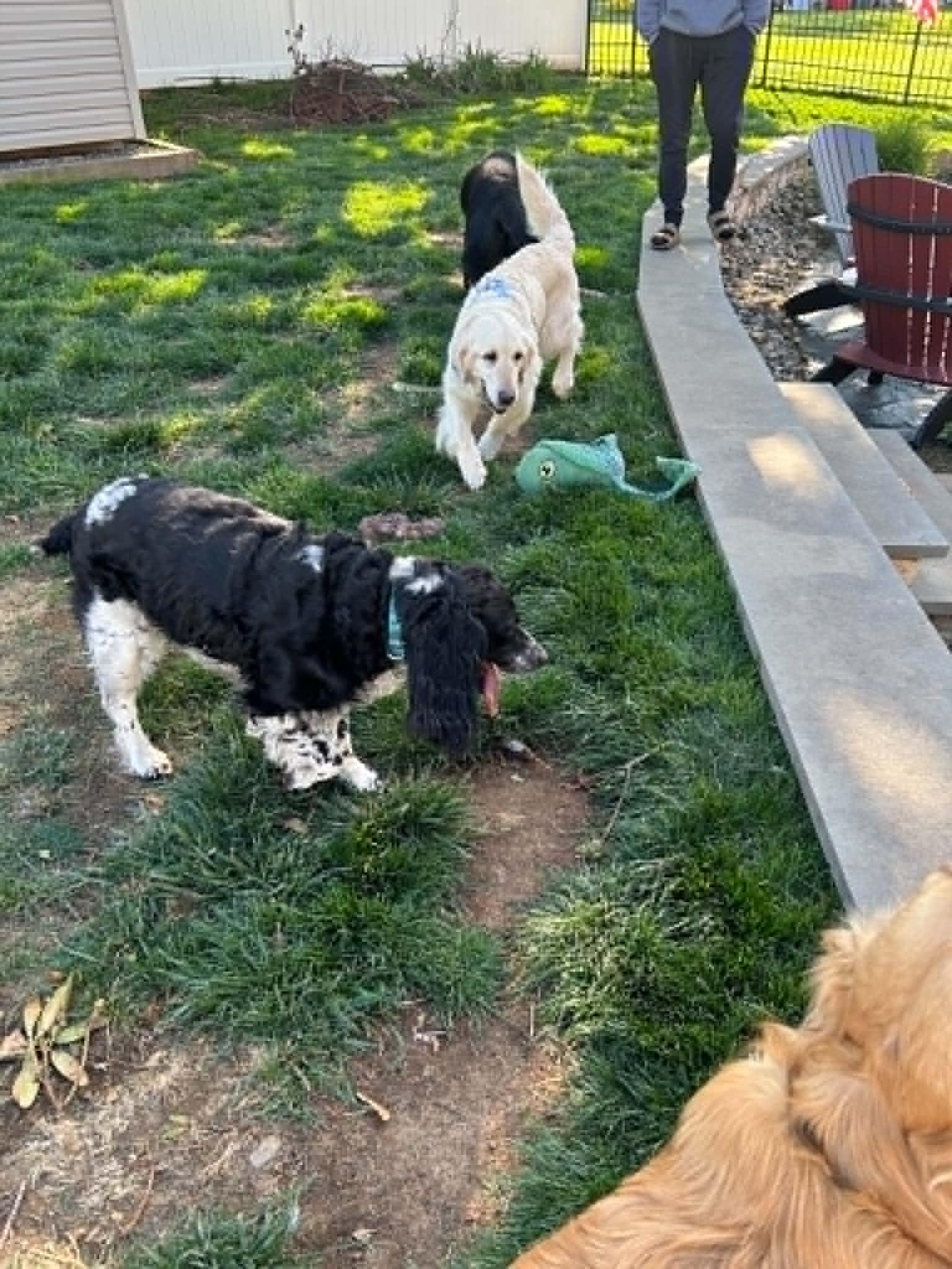 Molly, Adoptable, Adult Female Golden Retriever.