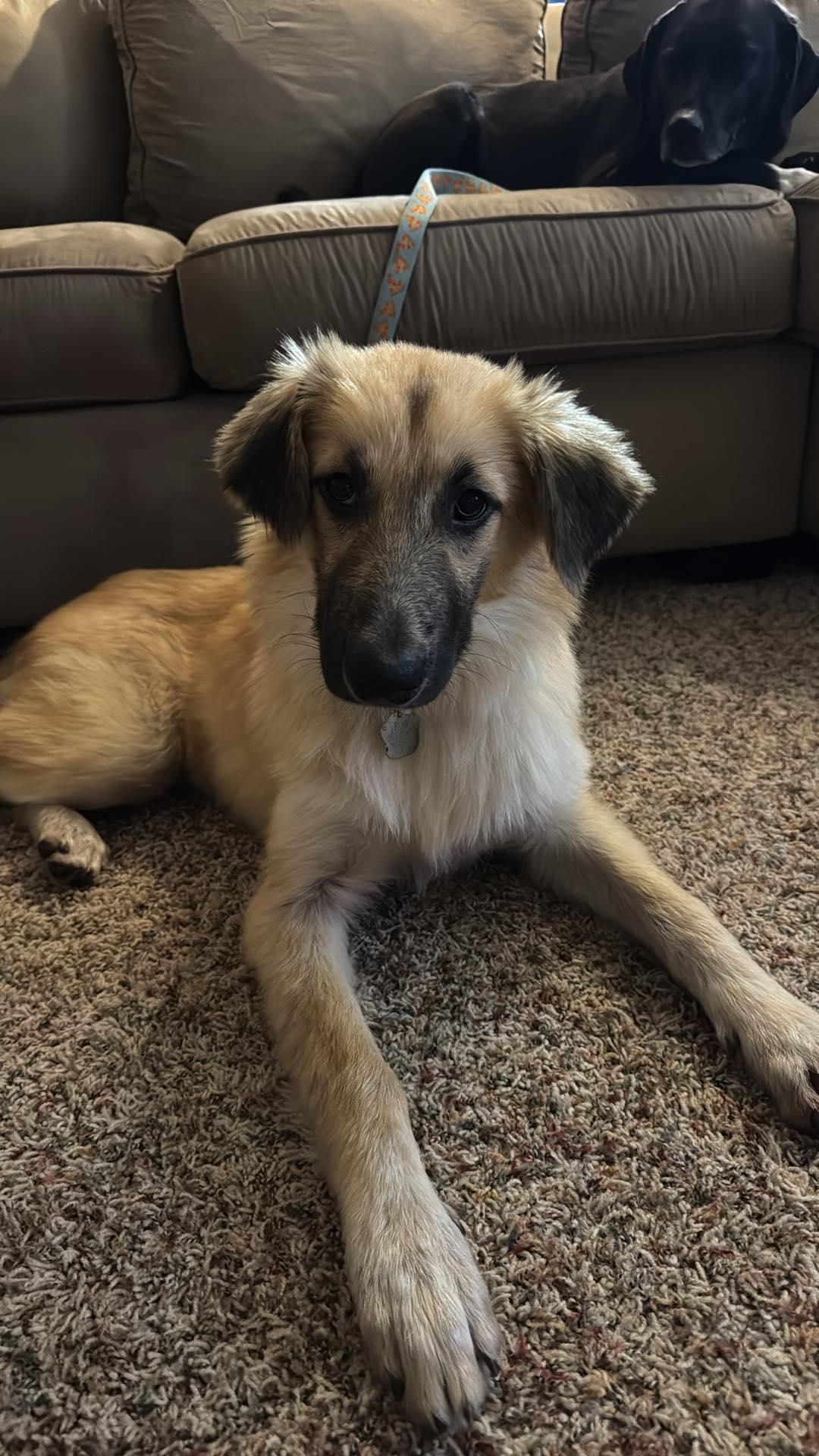 Titus, ADOPTABLE, Puppy Male Shepherd.