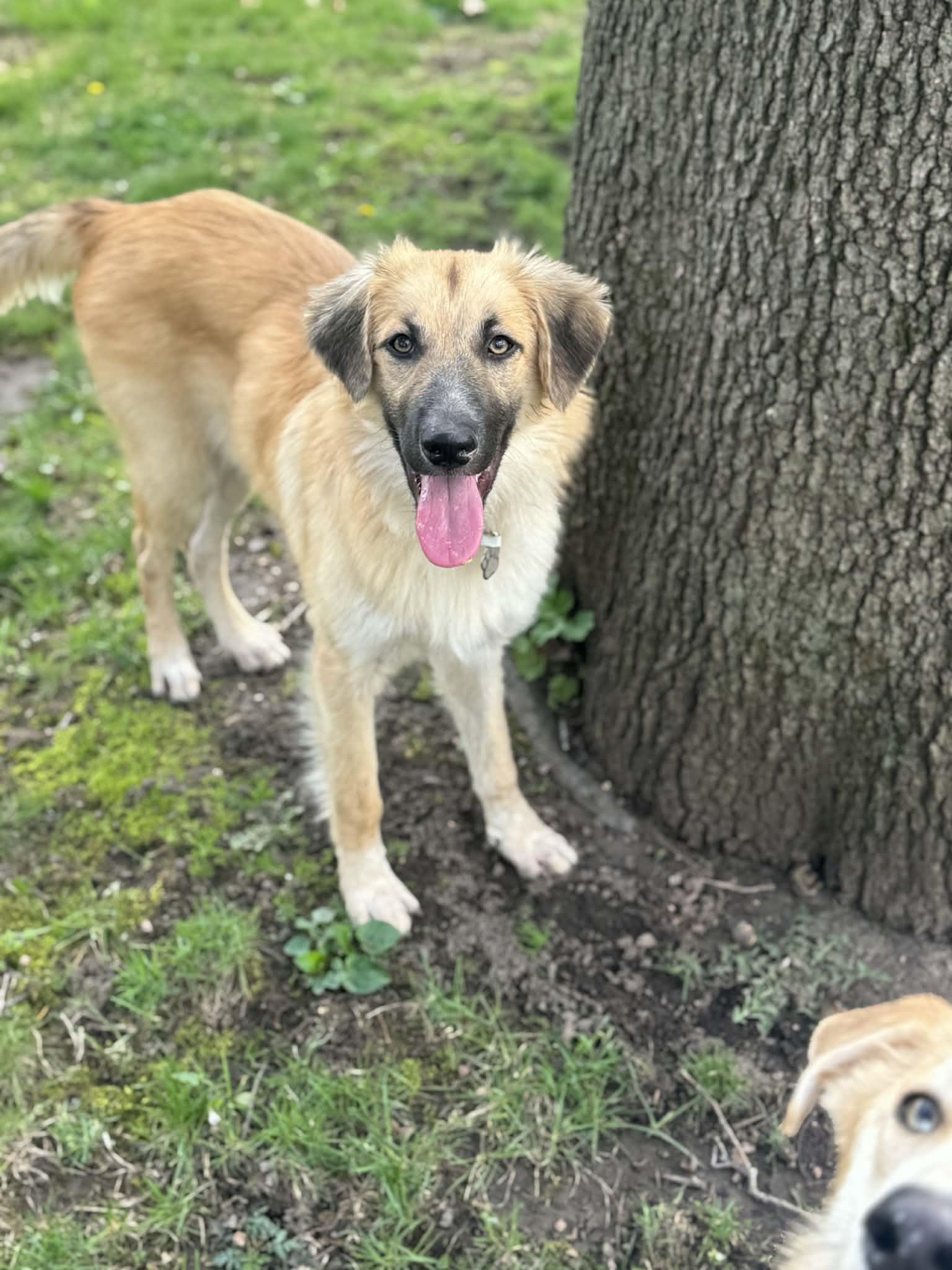 Enlarge Titus, a ADOPTABLE mixed breed in Climax, MI image 3/6