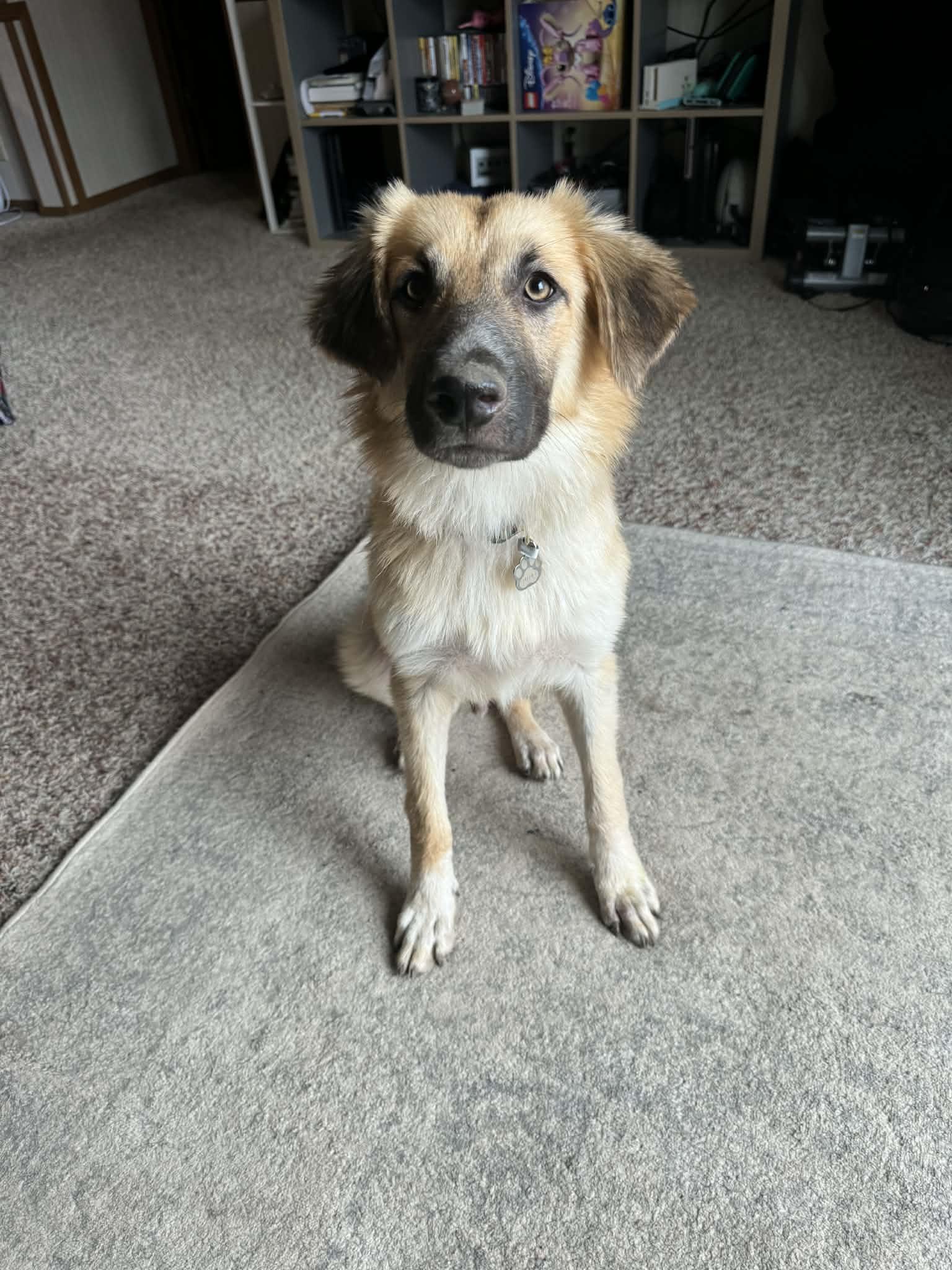 Enlarge Titus, a ADOPTABLE mixed breed in Climax, MI image 2/6