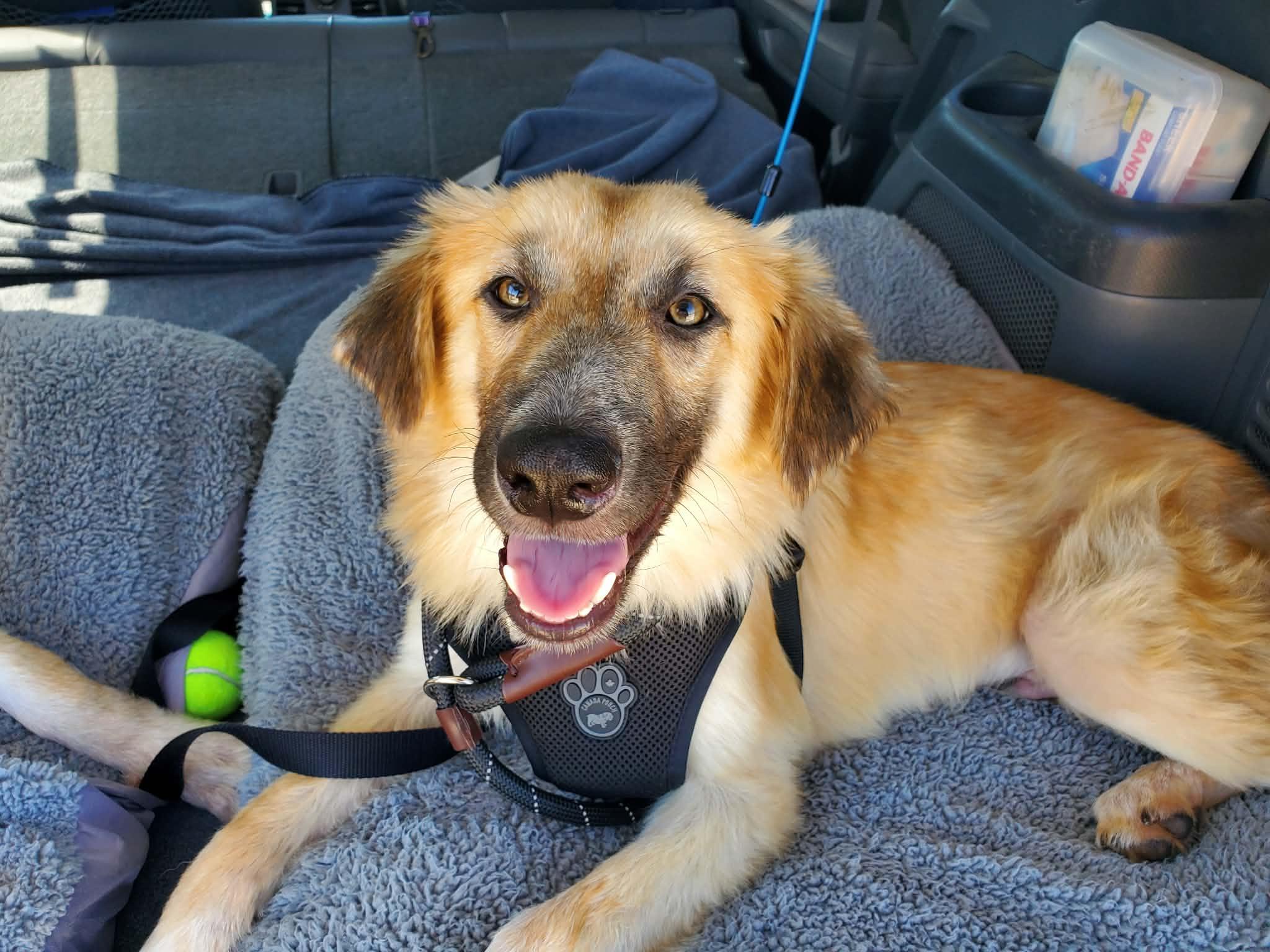 Enlarge Titus, a ADOPTABLE mixed breed in Climax, MI image 4/6