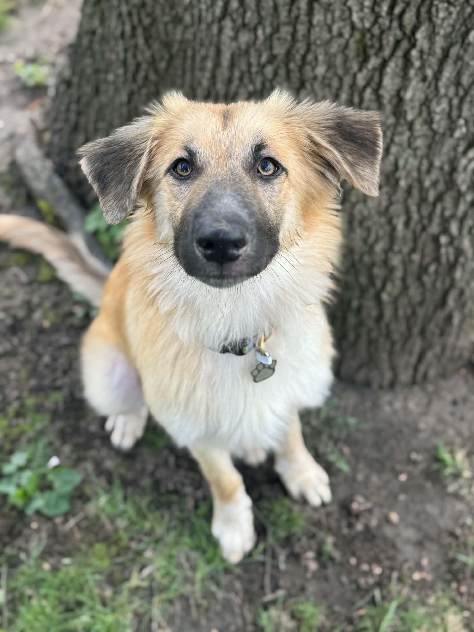 Enlarge Titus, a ADOPTABLE mixed breed in Climax, MI image 5/6