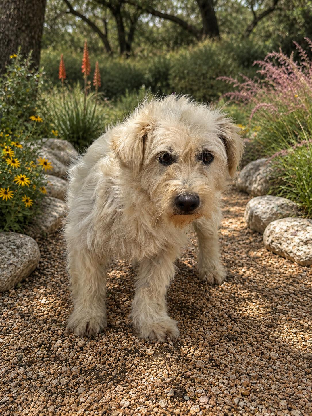 Jayla, a Adoptable Terrier in Helotes, TX image 3/3