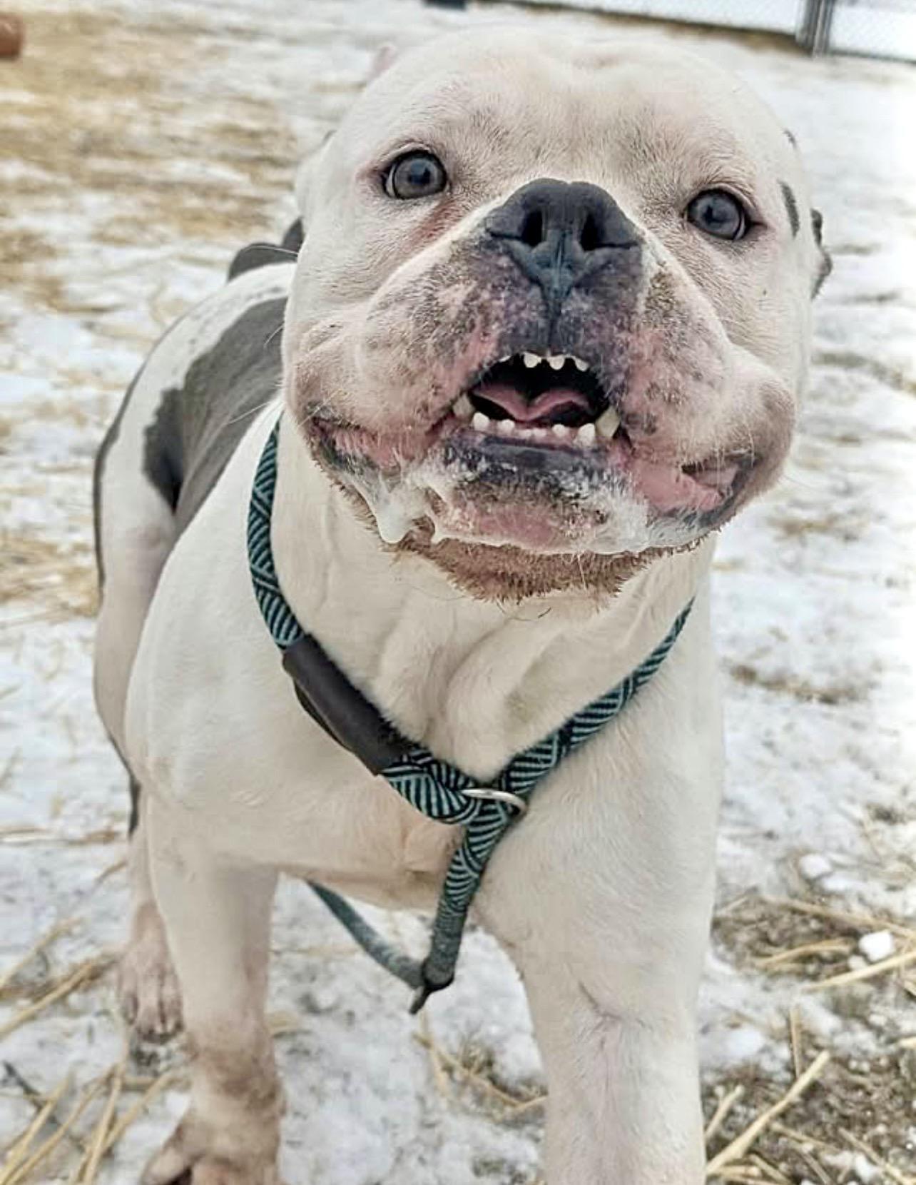 Enlarge Snoop, a ADOPTABLE American Bulldog in Chicago, IL image 5/5
