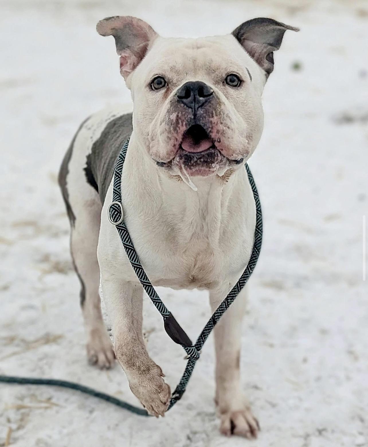 Enlarge Snoop, a ADOPTABLE American Bulldog in Chicago, IL image 1/5
