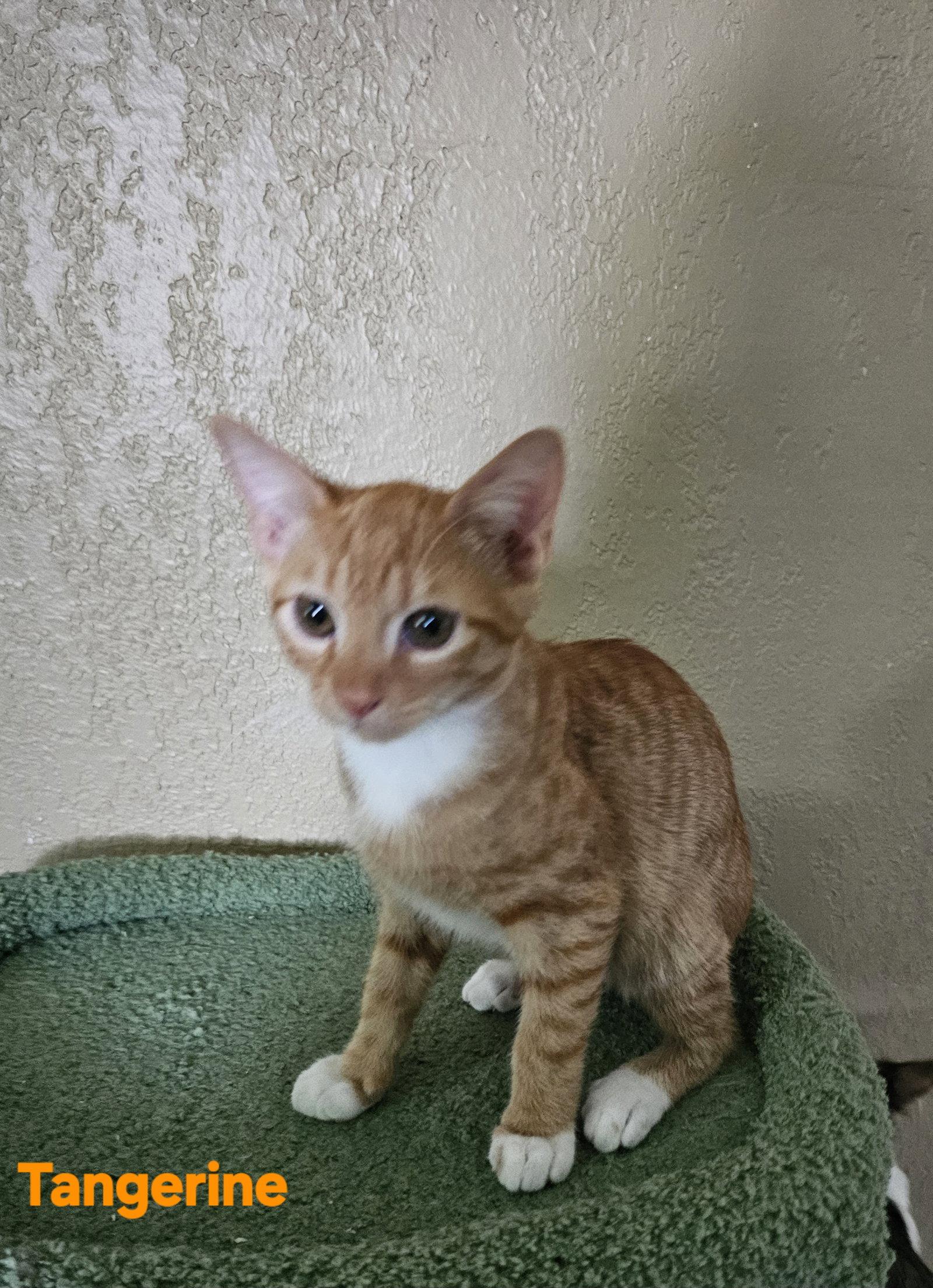 Enlarge Tangerine, a Adoptable Domestic Medium Hair in St. Cloud, FL image 1/3