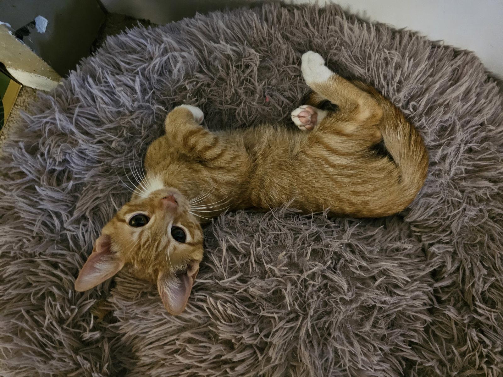 Enlarge Tangerine, a Adoptable Domestic Medium Hair in St. Cloud, FL image 2/3