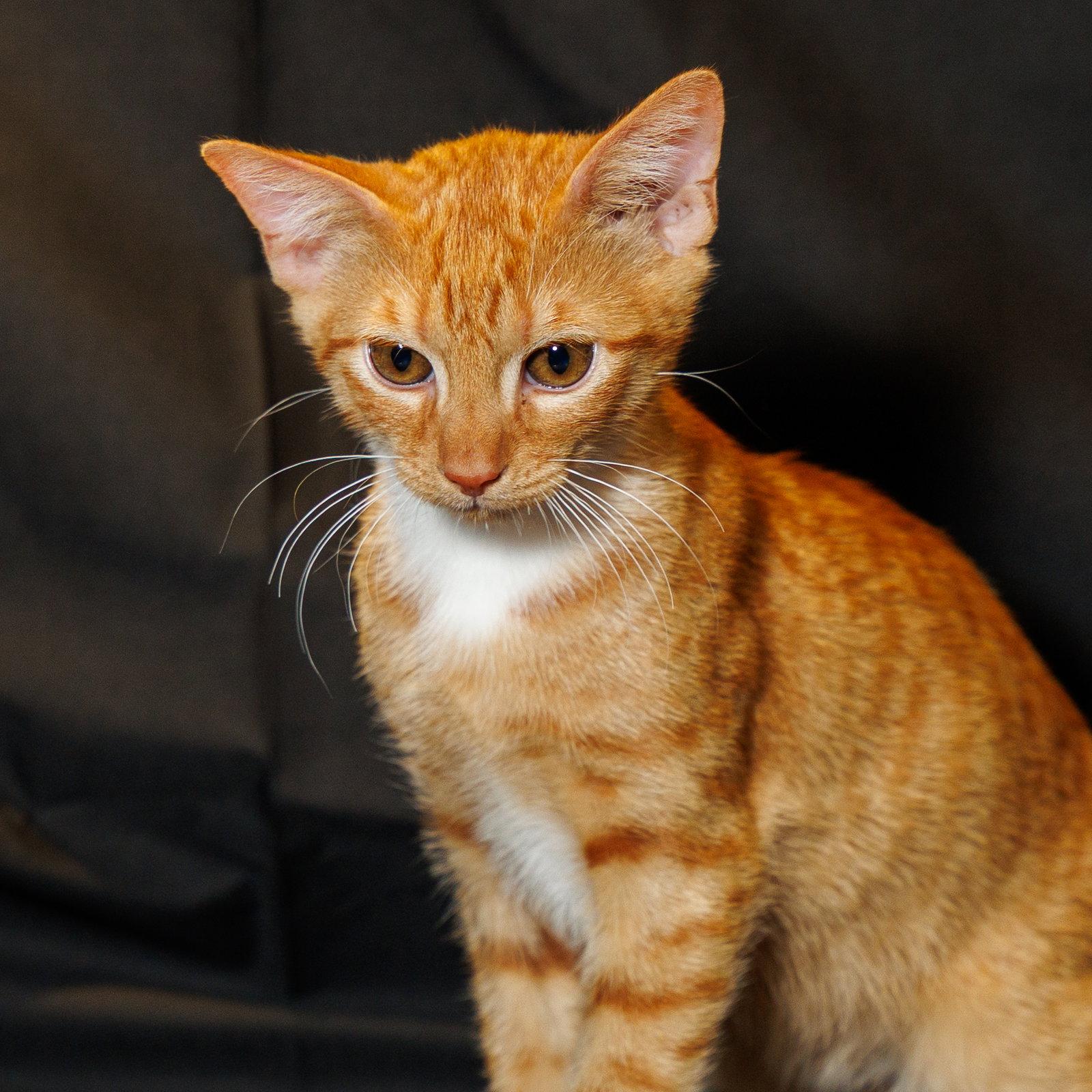 Enlarge Tangerine, a Adoptable Domestic Medium Hair in St. Cloud, FL image 3/3