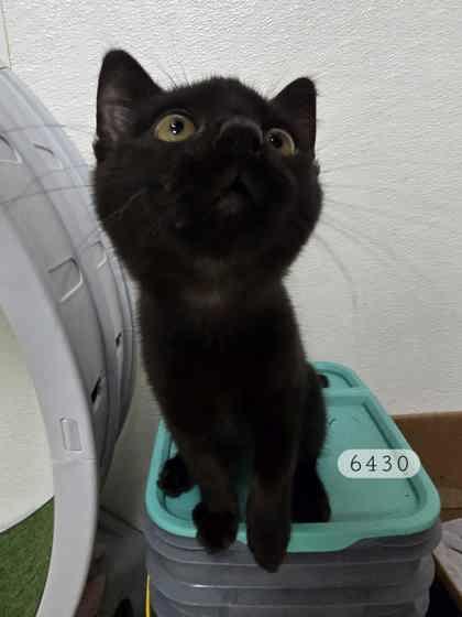 Nelson, Adoptable, Kitten Male Domestic Short Hair & Domestic Short Hair.
