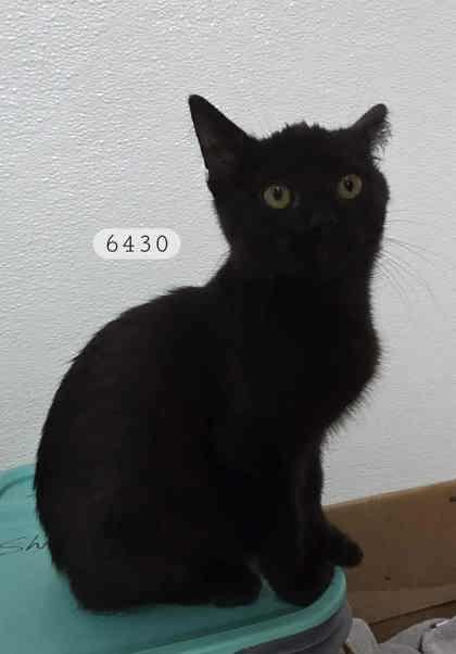 Enlarge Nelson, a Adoptable Domestic Short Hair in Clayton, GA image 2/2