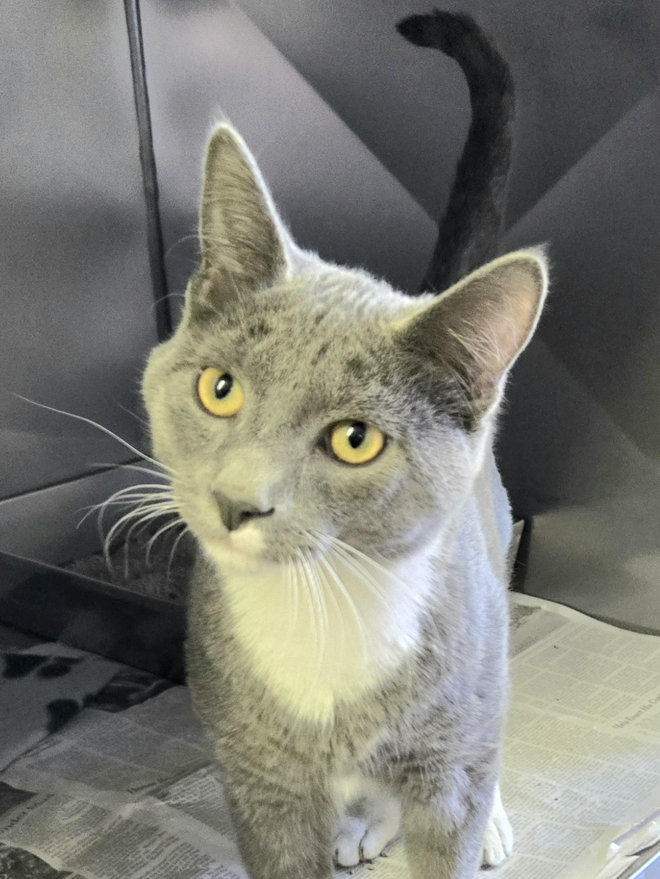 Enlarge Shark, an adopted Domestic Short Hair in Arlington Heights, IL image 1/3