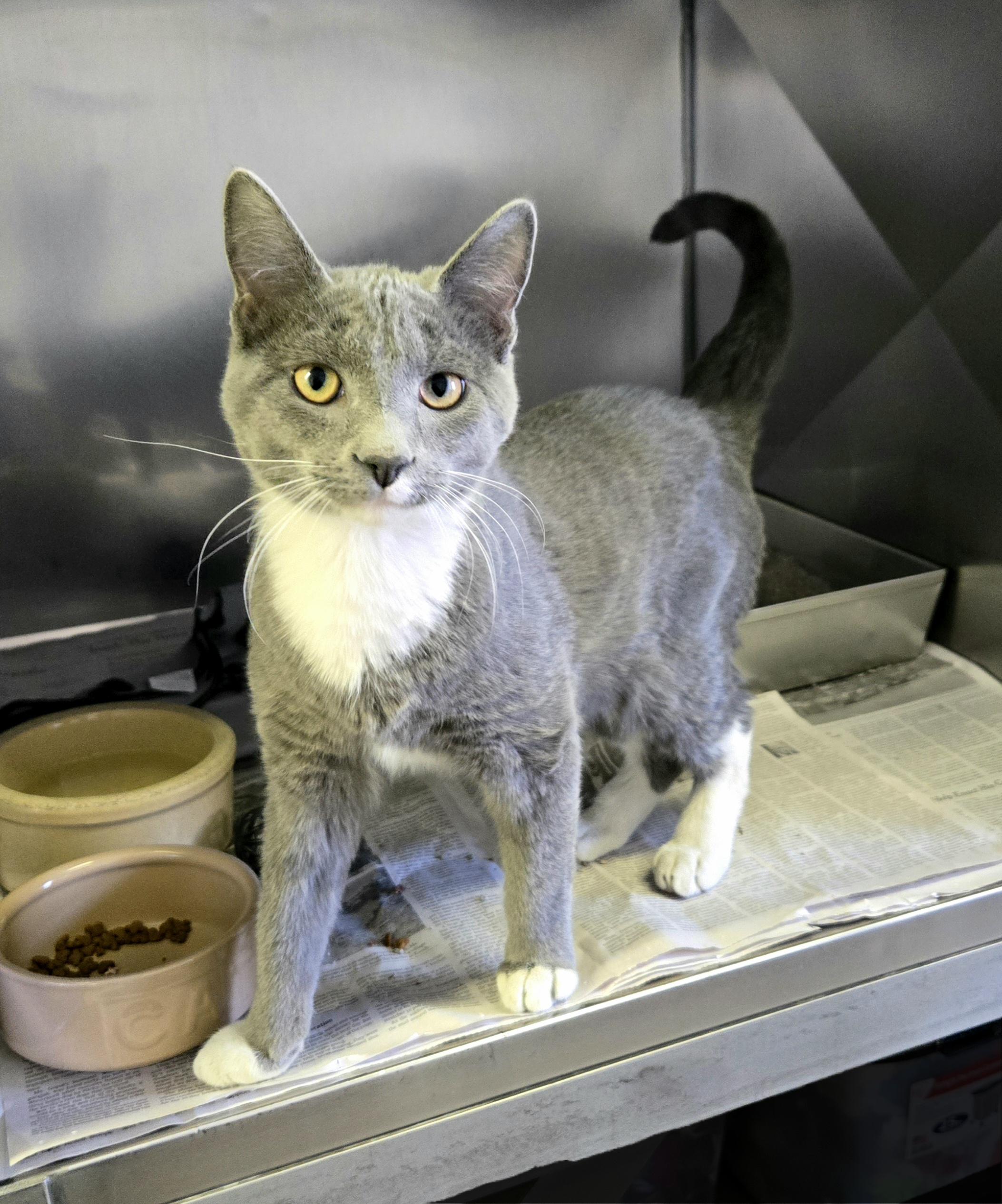Enlarge Shark, an adopted Domestic Short Hair in Arlington Heights, IL image 3/3