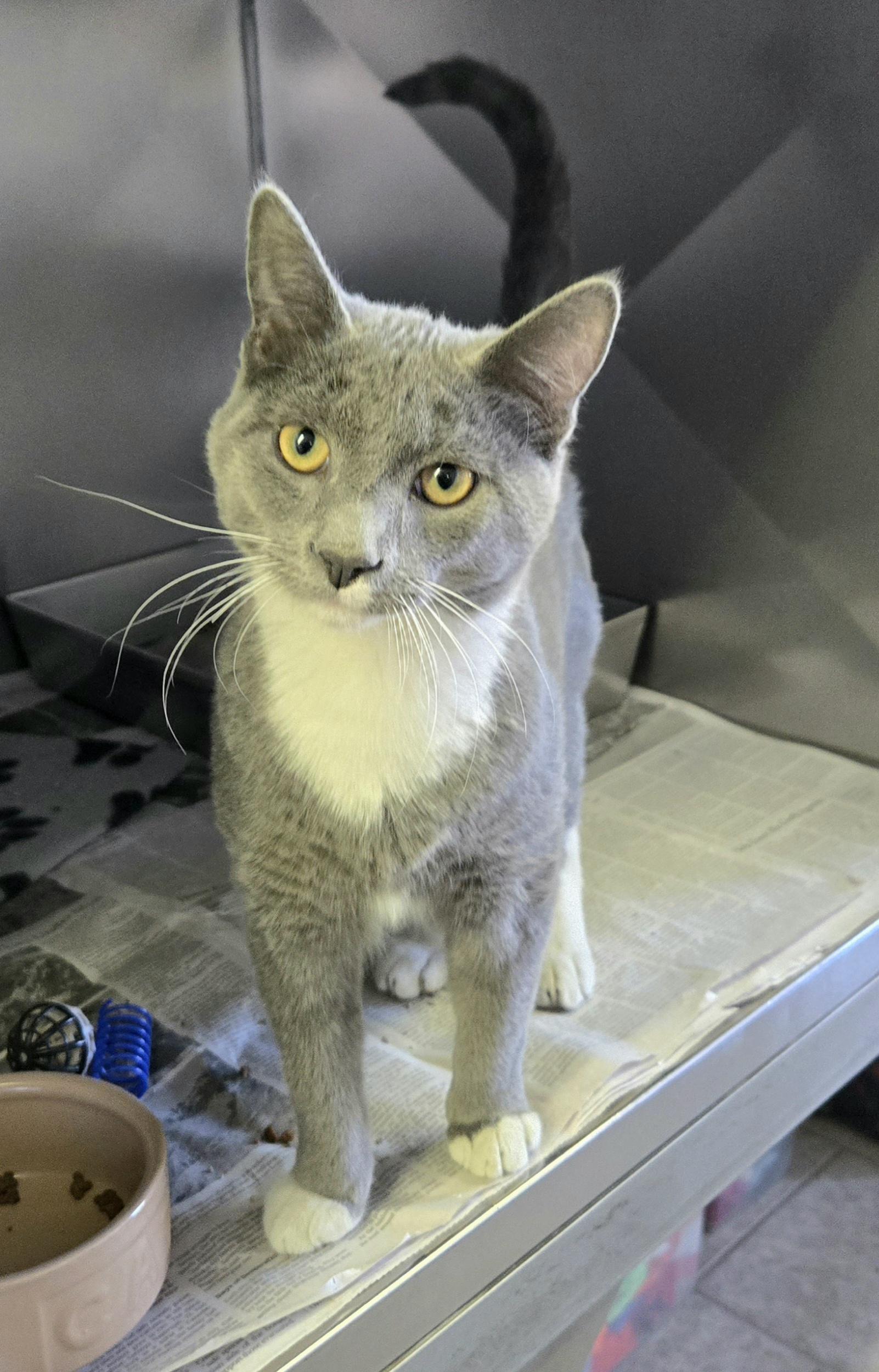 Enlarge Shark, an adopted Domestic Short Hair in Arlington Heights, IL image 2/3