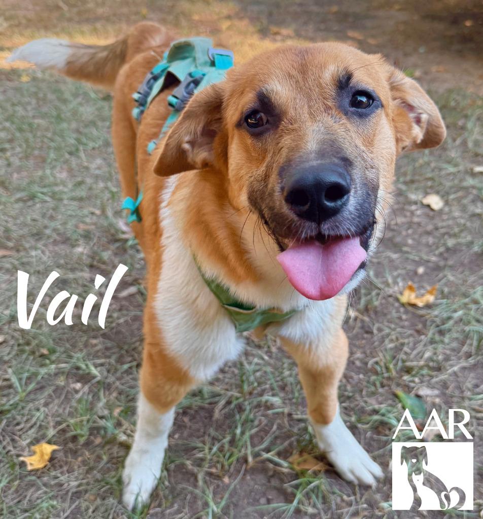 Vail, Adoptable, Young Female Labrador Retriever.