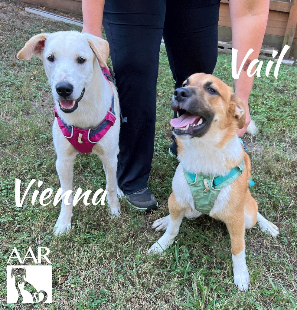 Enlarge Vail, a Adoptable mixed breed in Magnolia, TX image 2/6