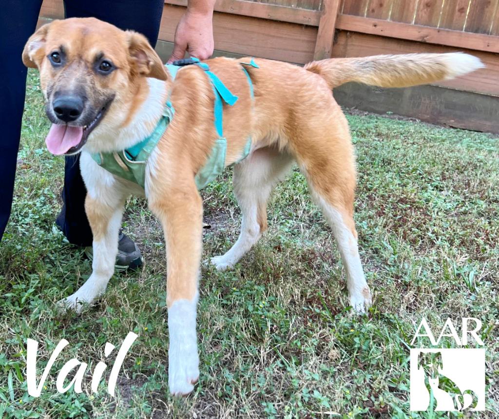 Enlarge Vail, a Adoptable mixed breed in Magnolia, TX image 4/6