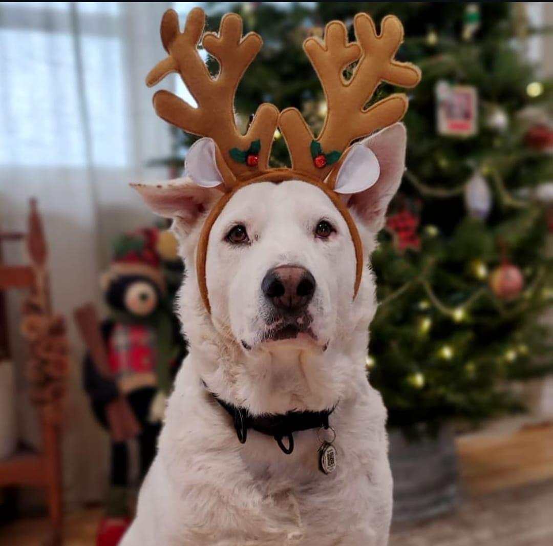 ALPHA, a Adoptable mixed breed in Pierrefonds, QC image 5/6