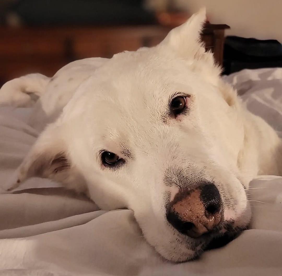 ALPHA, a Adoptable mixed breed in Pierrefonds, QC image 4/6