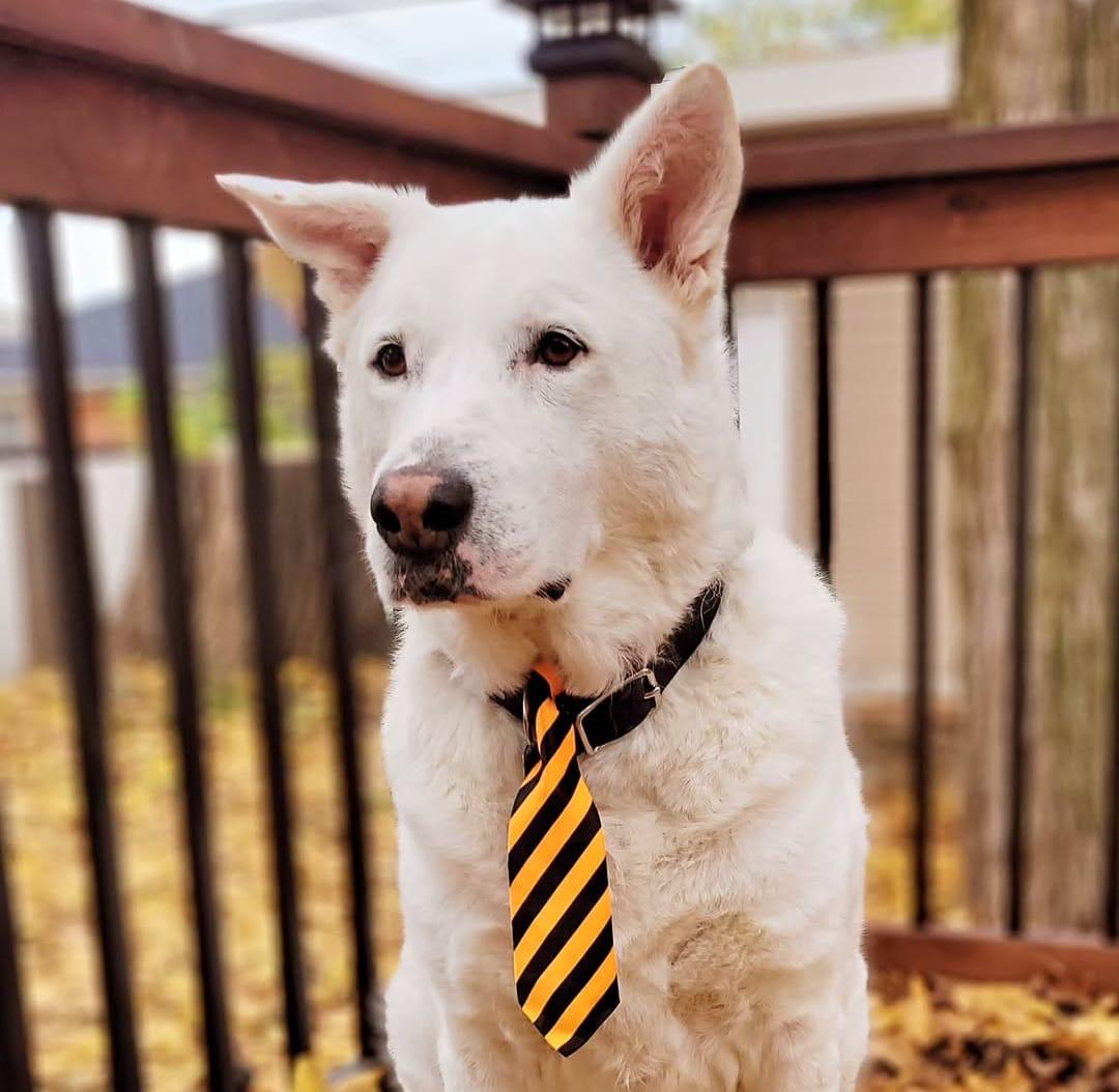 ALPHA, a Adoptable mixed breed in Pierrefonds, QC image 3/6