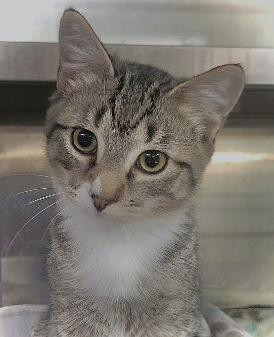 Mason, Adoptable, Kitten Male Domestic Short Hair.